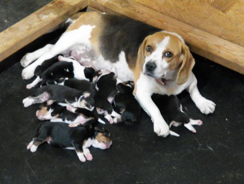 2 week best sale old beagle puppies